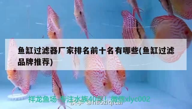魚缸過濾器廠家排名前十名有哪些(魚缸過濾品牌推薦) 魚缸過濾器廠家排名前十名有哪些(魚缸過濾品牌推薦) 金龍魚百科