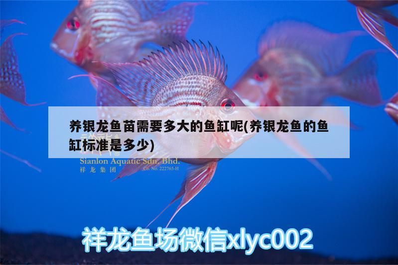 養(yǎng)銀龍魚苗需要多大的魚缸呢(養(yǎng)銀龍魚的魚缸標(biāo)準(zhǔn)是多少) 養(yǎng)銀龍魚苗需要多大的魚缸呢(養(yǎng)銀龍魚的魚缸標(biāo)準(zhǔn)是多少) 銀龍魚百科