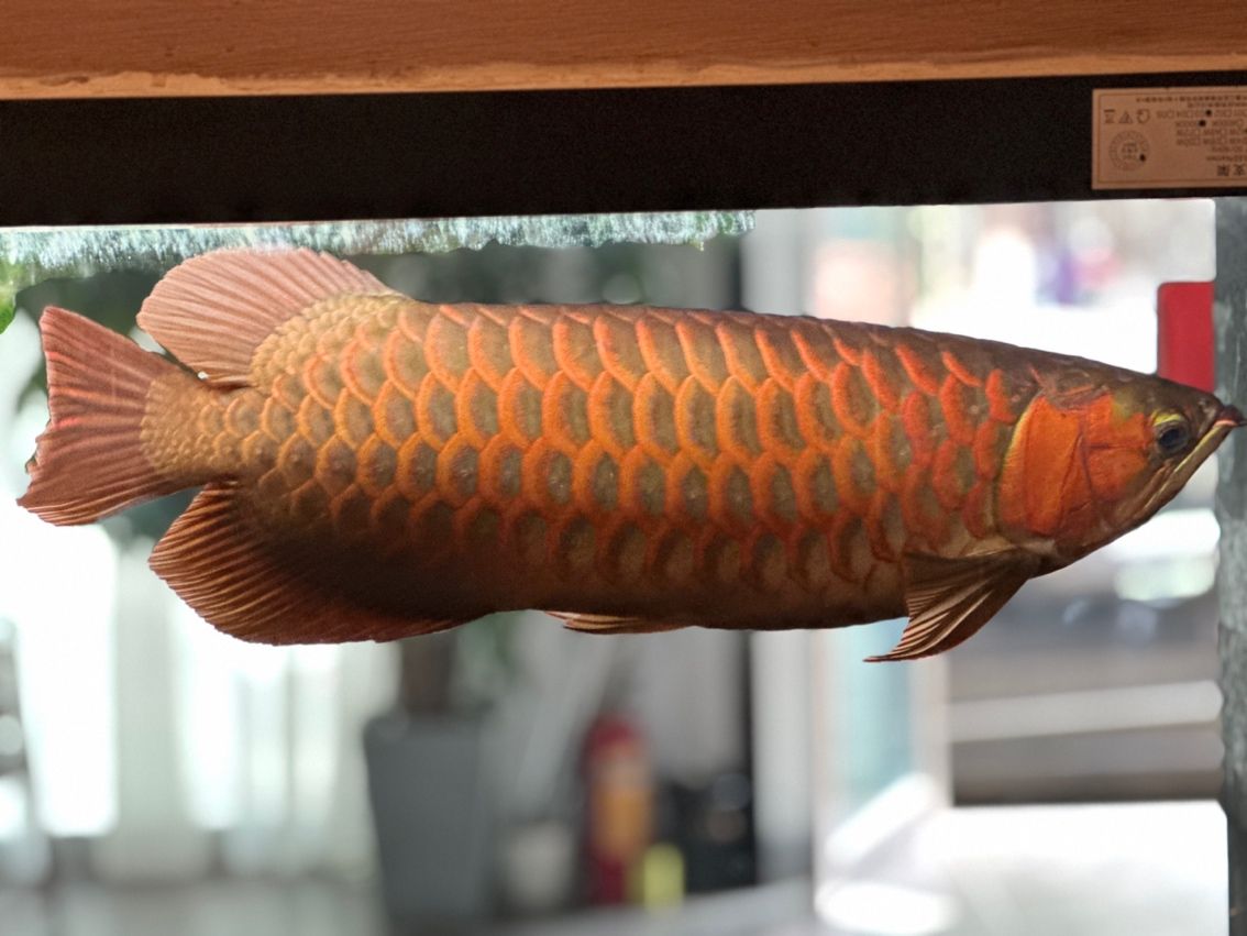 天王紅龍三歲轉讓！