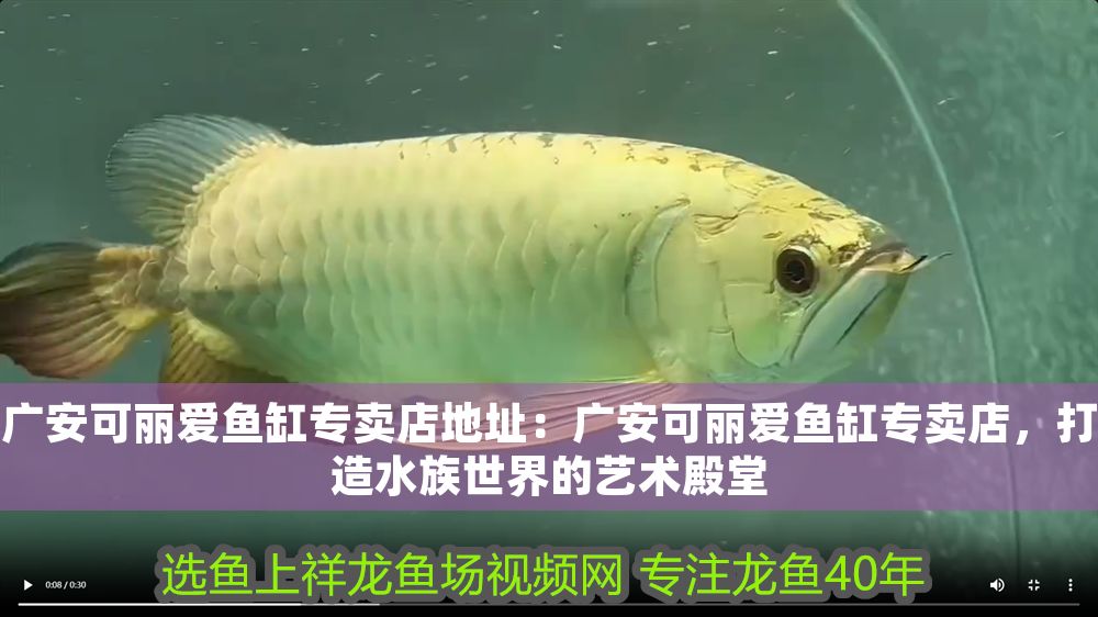 廣安可麗愛魚缸專賣店地址：廣安可麗愛魚缸專賣店，打造水族世界的藝術殿堂