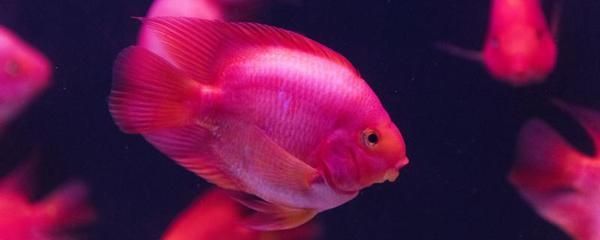 廣安可麗愛魚缸專賣店地址：廣安可麗愛魚缸專賣店，打造水族世界的藝術殿堂