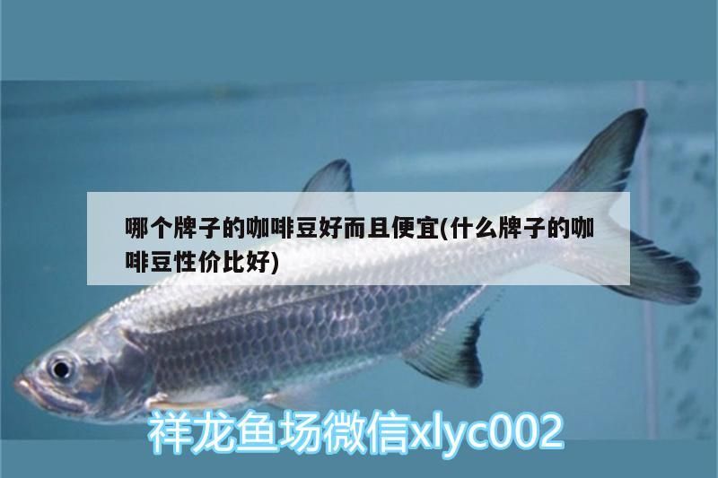 哪個牌子的咖啡豆好而且便宜(什么牌子的咖啡豆性價比好)