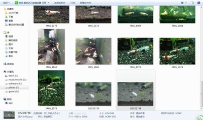 cta南美水族論壇 逃僧衣舊：cta南美水族論壇 cta南美水族論壇 逃僧衣舊：cta南美水族論壇 魚缸百科 第1張
