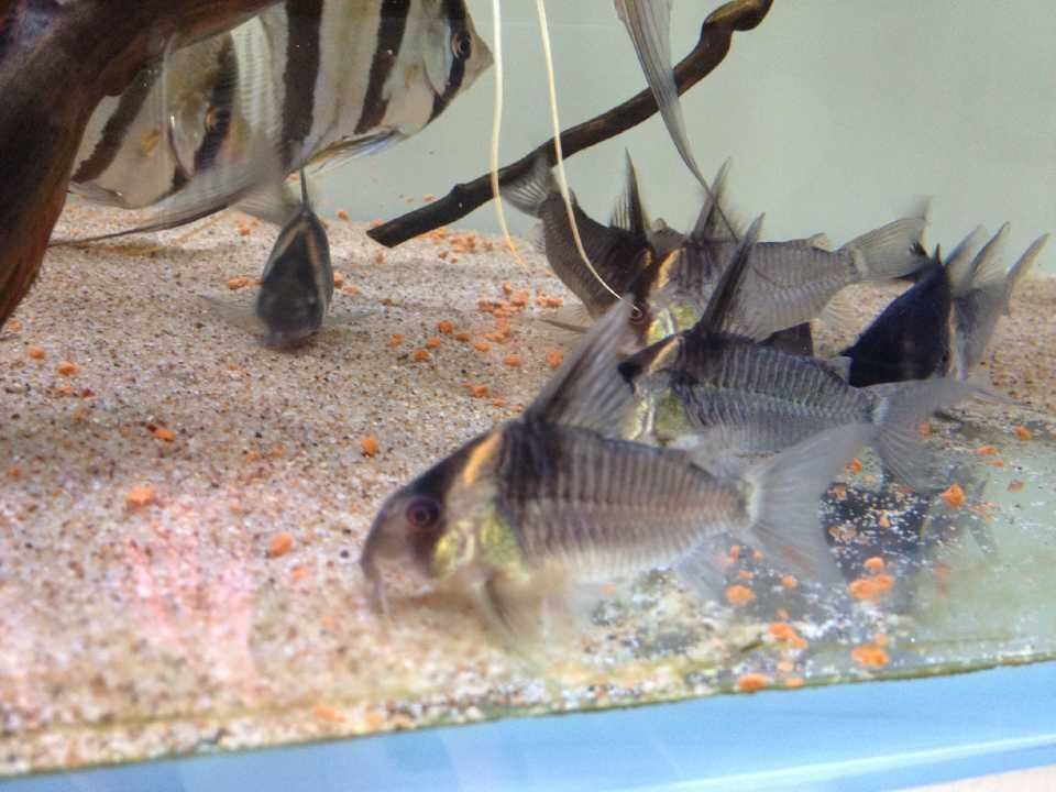 cta南美水族論壇 逃僧衣舊：cta南美水族論壇 cta南美水族論壇 逃僧衣舊：cta南美水族論壇 魚缸百科 第3張