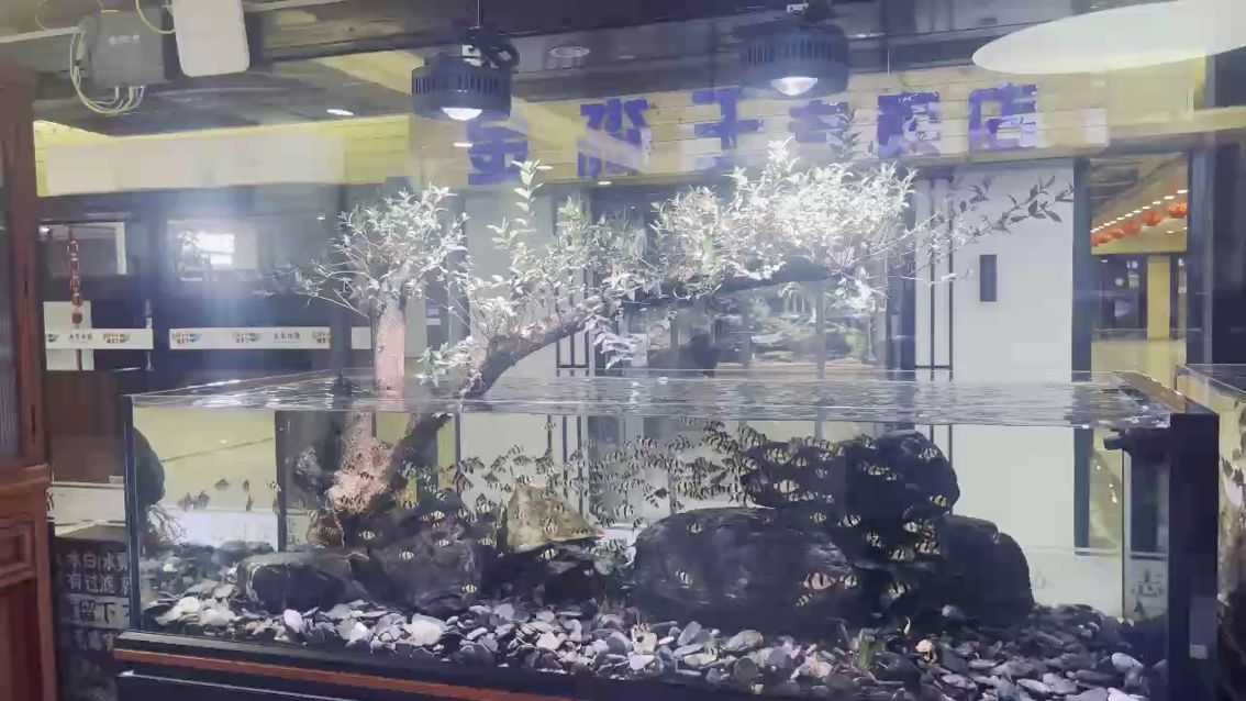造景缸 造景缸 龍魚論壇