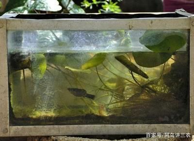 國(guó)內(nèi)知名超白魚(yú)缸品牌排行榜（國(guó)內(nèi)知名超白魚(yú)缸品牌排行榜前十名）