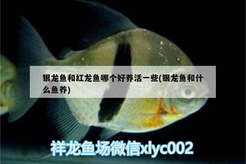 銀龍魚和紅龍魚哪個好養活一些(銀龍魚和什么魚養) 銀龍魚和紅龍魚哪個好養活一些(銀龍魚和什么魚養) 銀龍魚百科