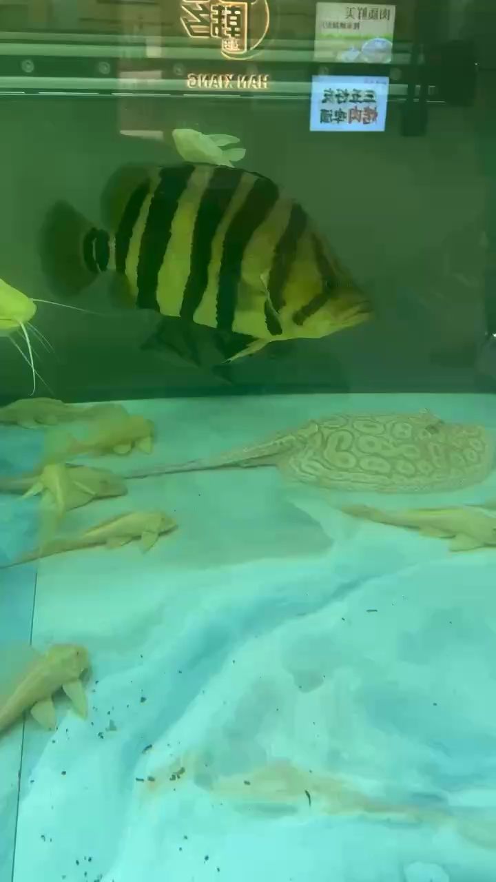 觀賞魚 不咋明 龍魚論壇 不咋明 不咋明 龍魚論壇
