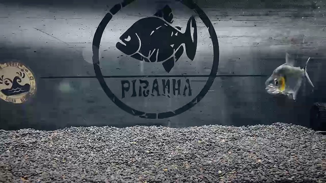 觀賞魚 出辛古水虎,全品無瑕疵,16公分,廣東發貨順豐隔天到,或者滴滴順風車,不包郵價格可小刀。需要的聯系 龍魚論壇 出辛古水虎,全品無瑕疵,16公分,廣東發貨順豐隔天到,或者滴滴順風車,不包郵價格可小刀。需要的聯系 出辛古水虎,全品無瑕疵,16公分,廣東發貨順豐隔天到,或者滴滴順風車,不包郵價格可小刀。需要的聯系 龍魚論壇