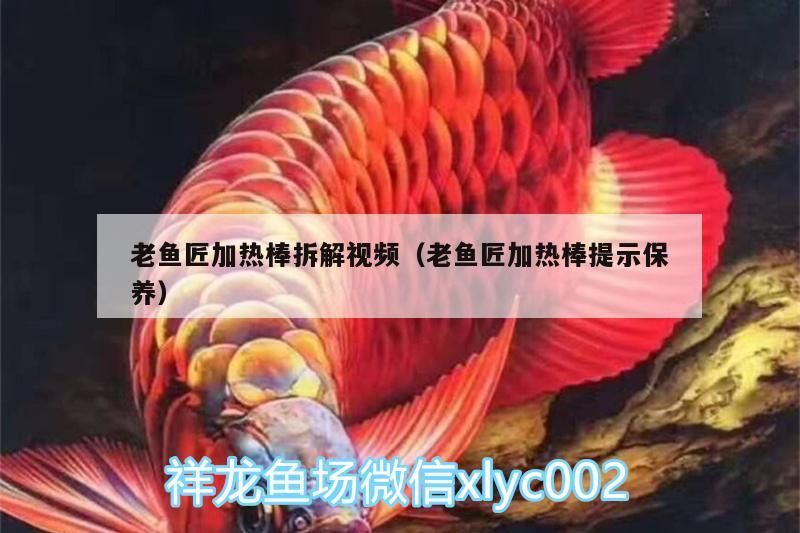 觀賞魚(yú) 老魚(yú)匠加熱棒拆解視頻(老魚(yú)匠加熱棒提示保養(yǎng)) 老魚(yú)匠 老魚(yú)匠加熱棒拆解視頻(老魚(yú)匠加熱棒提示保養(yǎng)) 老魚(yú)匠加熱棒拆解視頻(老魚(yú)匠加熱棒提示保養(yǎng)) 老魚(yú)匠