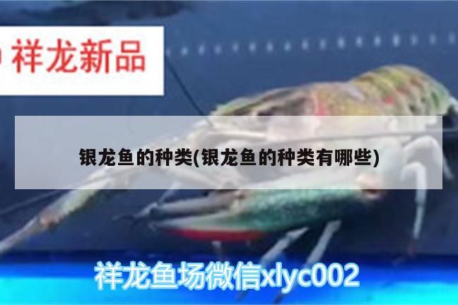 銀龍魚的種類(銀龍魚的種類有哪些) 銀龍魚的種類(銀龍魚的種類有哪些) 銀龍魚百科