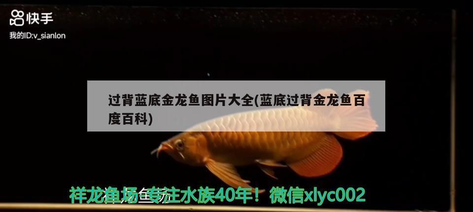 過背藍底金龍魚圖片大全(藍底過背金龍魚百度百科) 過背藍底金龍魚圖片大全(藍底過背金龍魚百度百科) 金龍魚百科