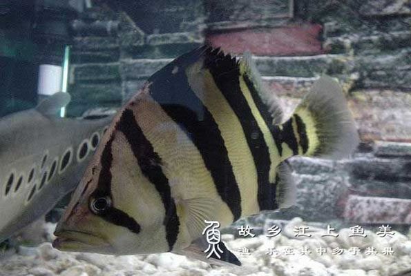 樓上養(yǎng)什么魚比較旺財運？風(fēng)水魚的選擇與養(yǎng)護(hù)指南，風(fēng)水魚推薦，樓上養(yǎng)什么魚最旺財運及養(yǎng)護(hù)技巧，樓上養(yǎng)什么魚最旺財運？風(fēng)水魚推薦與養(yǎng)護(hù)全指南