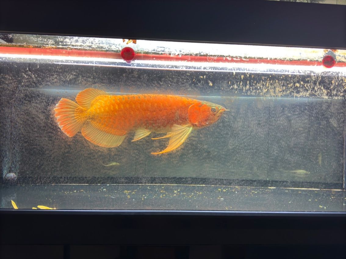 喝茶，賞魚 獨樂樂