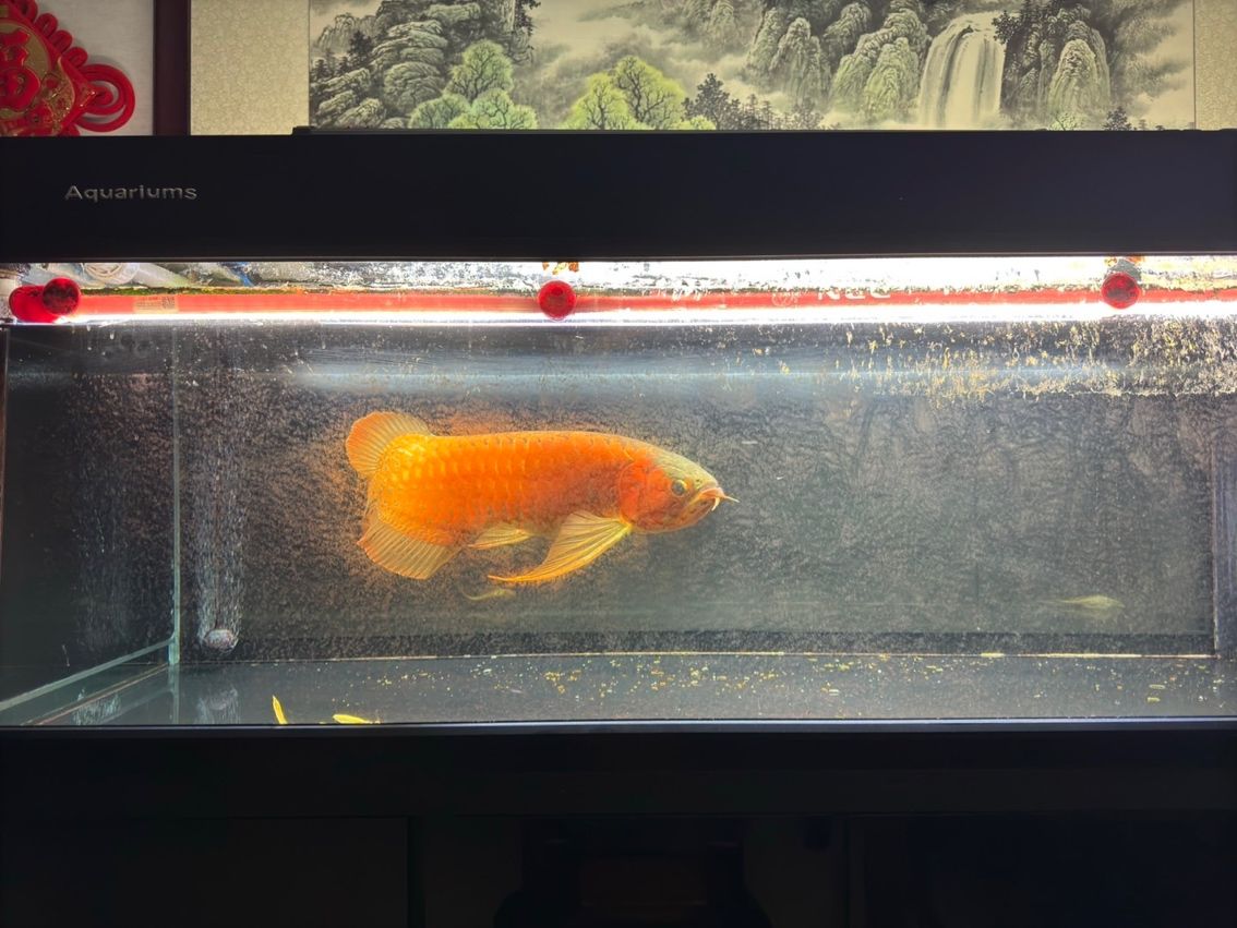 喝茶，賞魚 獨樂樂