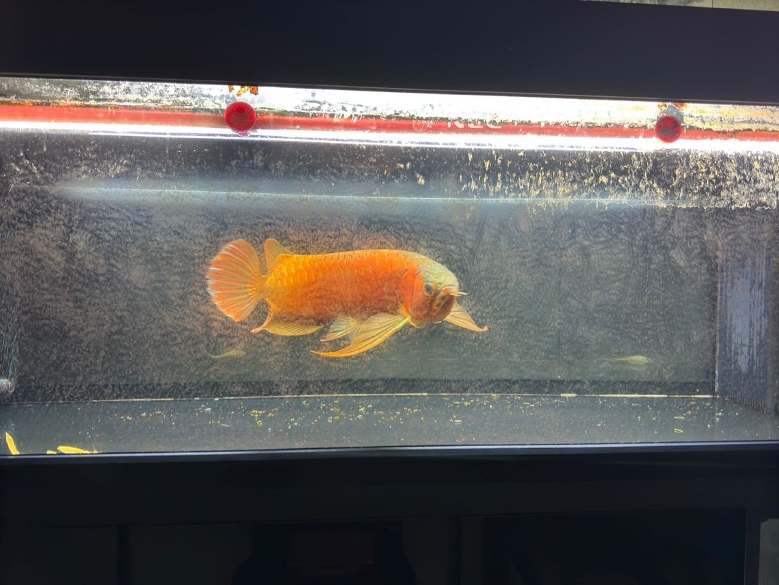 喝茶，賞魚 獨樂樂