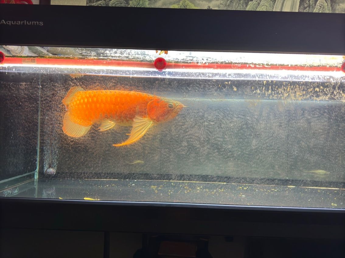 喝茶，賞魚 獨樂樂