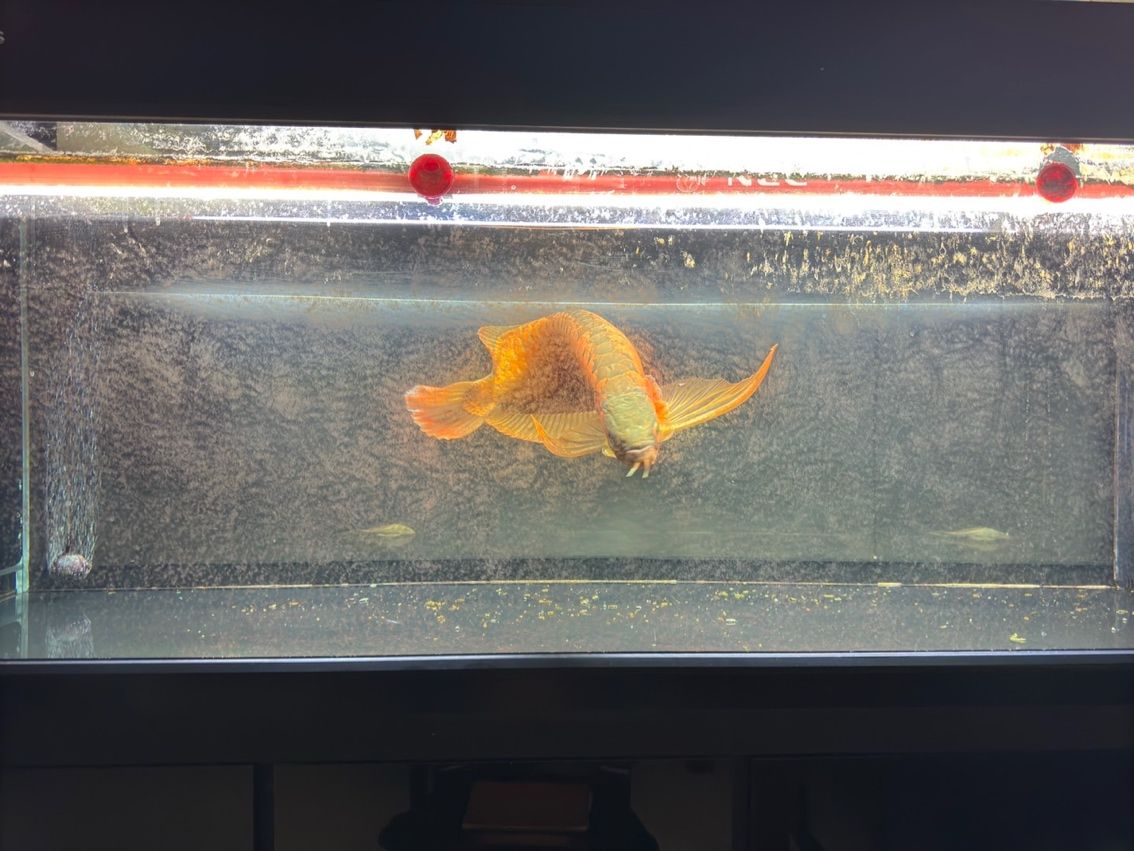喝茶，賞魚 獨樂樂