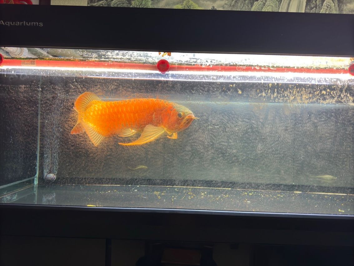 喝茶，賞魚 獨樂樂