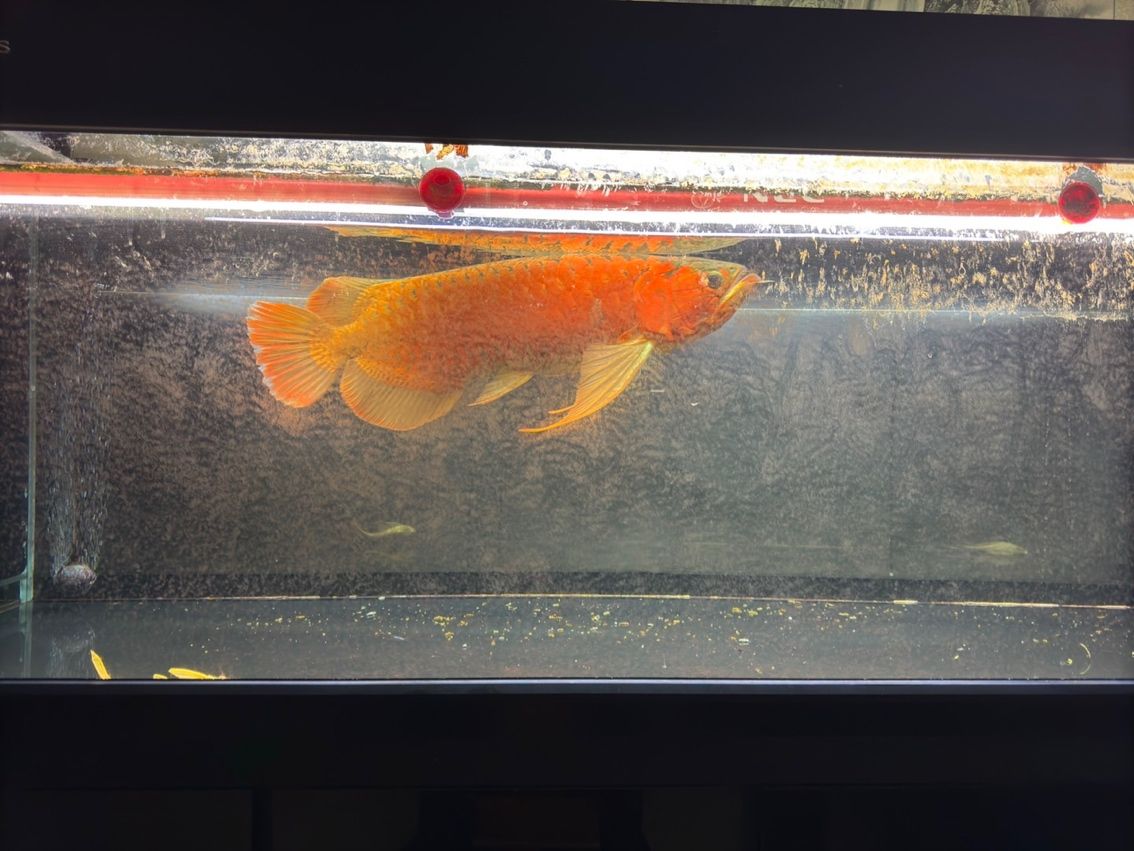 喝茶，賞魚 獨樂樂