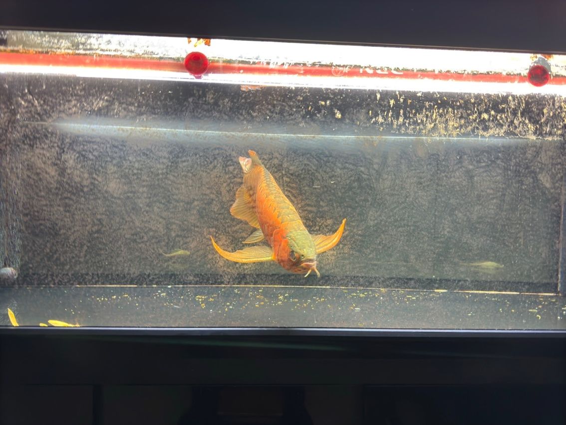 喝茶，賞魚 獨樂樂