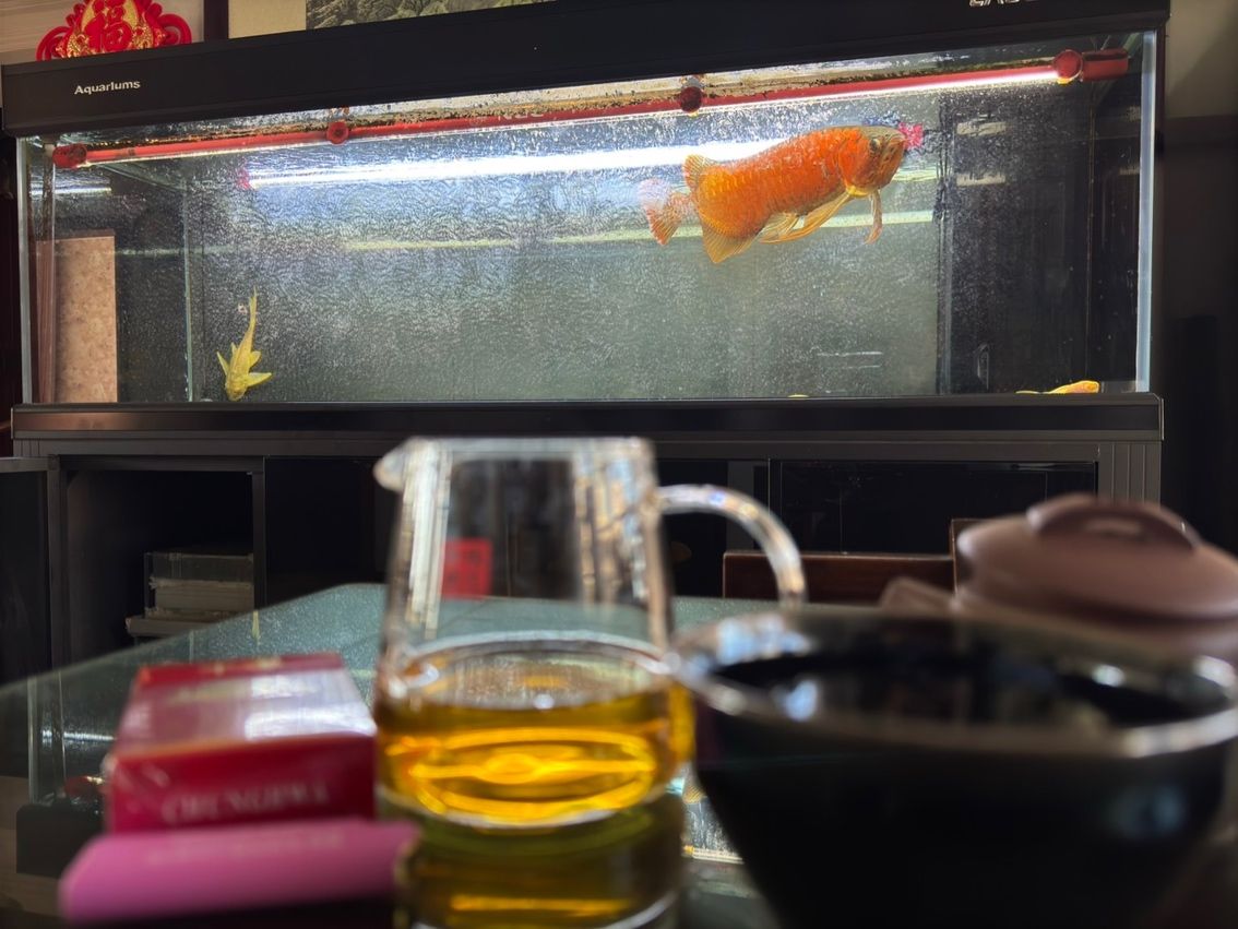 喝茶，賞魚 獨樂樂