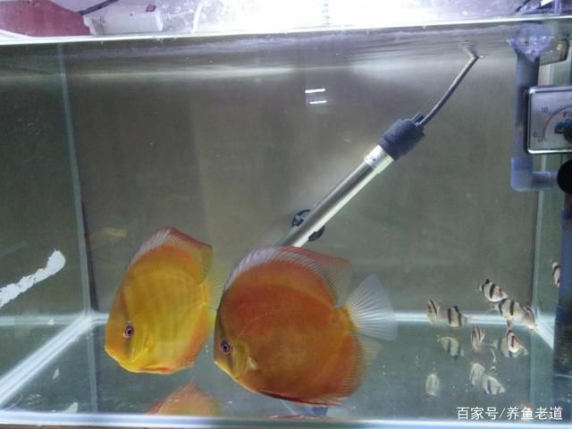 8毫米厚的玻璃能做多大的魚缸用呢：8毫米厚的玻璃在制作魚缸時可能會有一定局限性 8毫米厚的玻璃能做多大的魚缸用呢：8毫米厚的玻璃在制作魚缸時可能會有一定局限性 魚缸百科 第1張