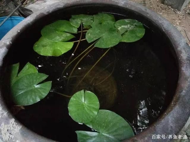8毫米厚的玻璃能做多大的魚缸用呢：8毫米厚的玻璃在制作魚缸時可能會有一定局限性 8毫米厚的玻璃能做多大的魚缸用呢：8毫米厚的玻璃在制作魚缸時可能會有一定局限性 魚缸百科 第2張