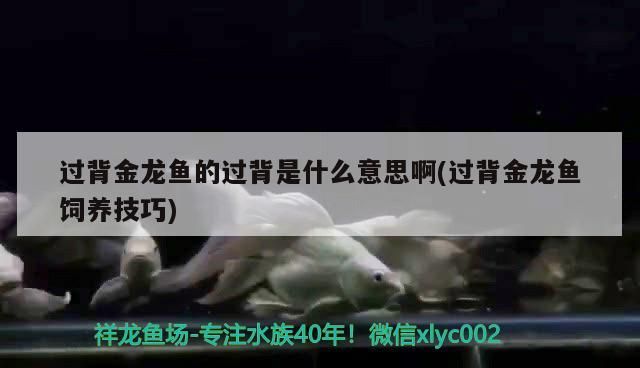 過背金龍魚的過背是什么意思啊(過背金龍魚飼養技巧)