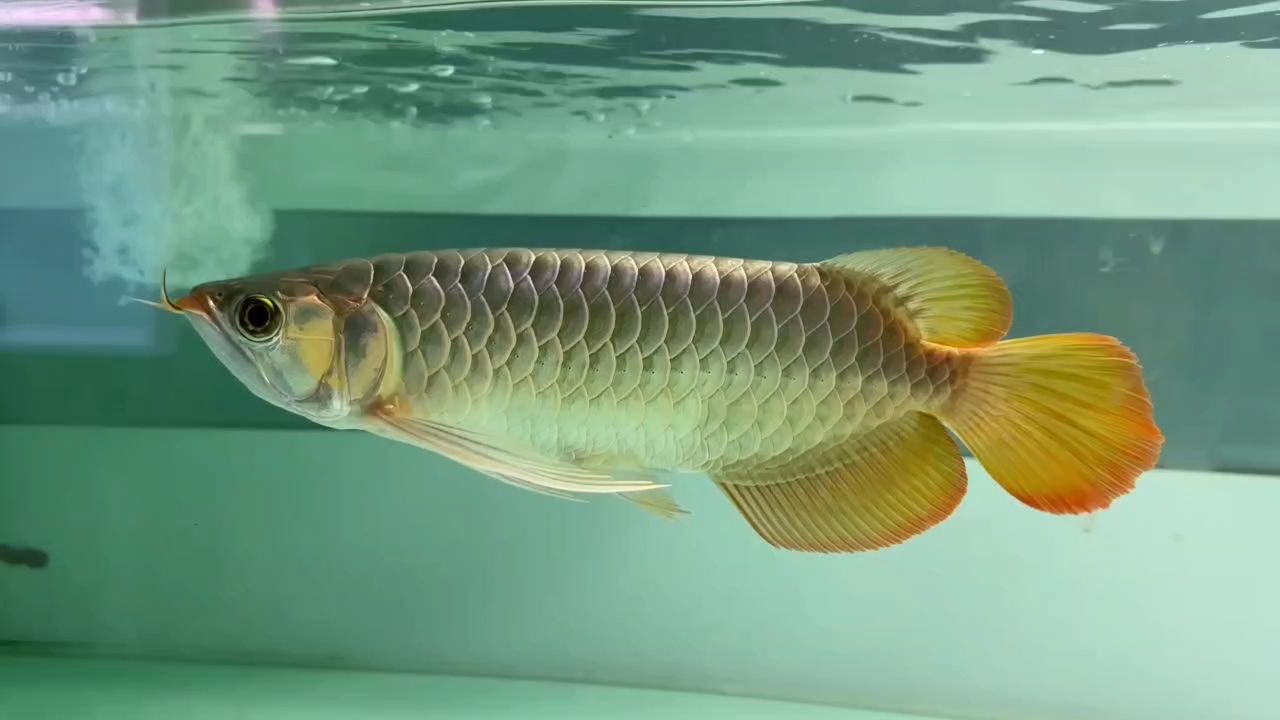 德魯斯S推薦 德魯斯S推薦 龍魚論壇