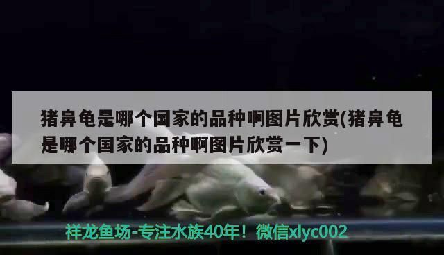 豬鼻龜 豬鼻龜是哪個國家的品種啊圖片欣賞(豬鼻龜是哪個國家的品種啊圖片欣賞一下) 豬鼻龜百科 豬鼻龜是哪個國家的品種啊圖片欣賞(豬鼻龜是哪個國家的品種啊圖片欣賞一下) 豬鼻龜是哪個國家的品種啊圖片欣賞(豬鼻龜是哪個國家的品種啊圖片欣賞一下) 豬鼻龜百科