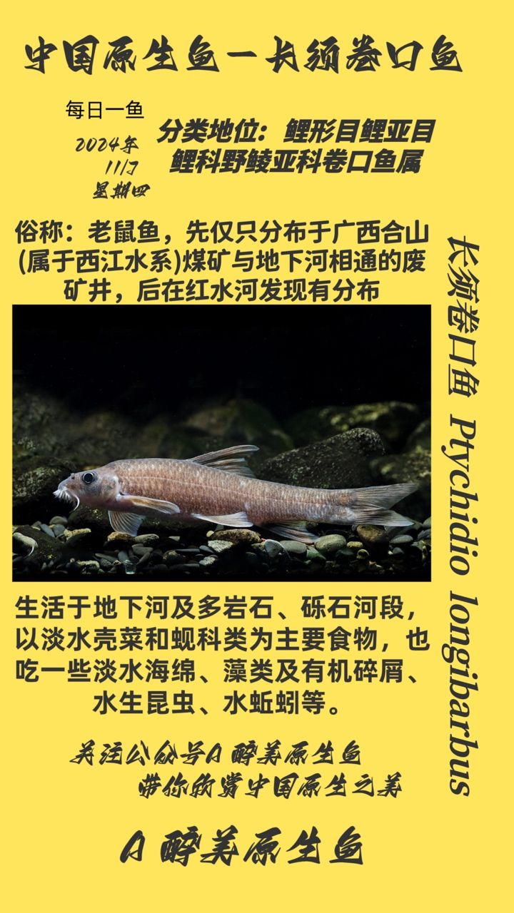 長須卷口魚 長須卷口魚 龍魚論壇