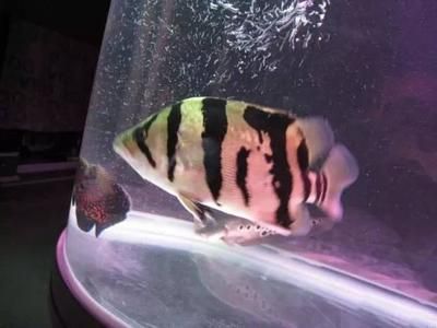 老版泰虎魚會出雜紋嗎怎么回事：老版泰虎魚會出雜紋嗎