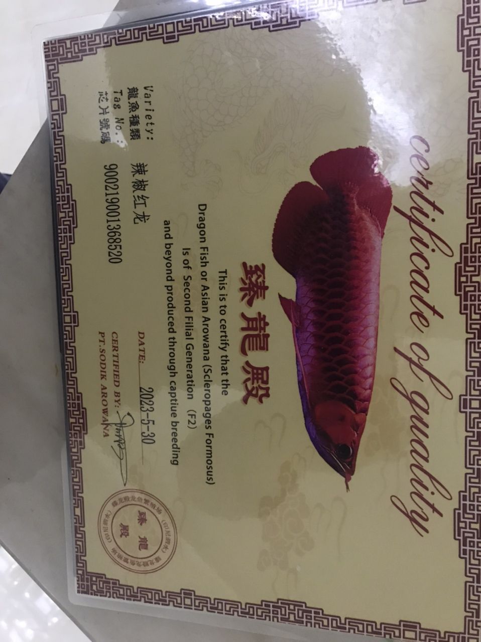 三龍混養因出國轉讓 三龍混養因出國轉讓 龍魚論壇 第1張