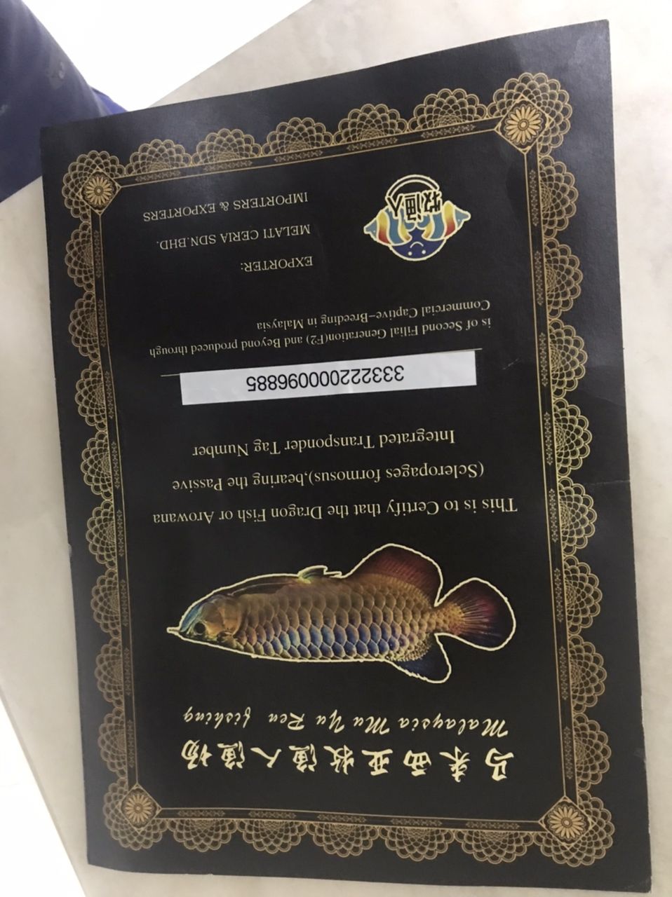 三龍混養因出國轉讓 三龍混養因出國轉讓 龍魚論壇 第2張