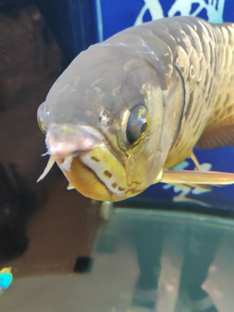 龍魚眼角起了個白色的疙瘩