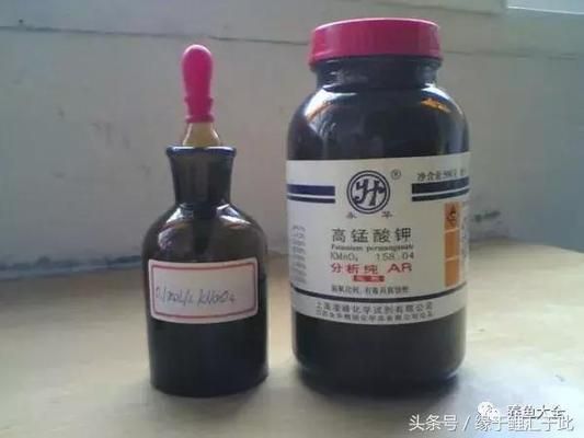 龍魚最恨的三個(gè)主人，這些錯(cuò)誤飼養(yǎng)方式你中招了嗎？龍魚最恨的三種主人，這些飼養(yǎng)雷區(qū)你踩中了嗎？龍魚最厭惡的3類主人，這些飼養(yǎng)禁忌你犯了嗎？ 龍魚最恨的三個(gè)主人，這些錯(cuò)誤飼養(yǎng)方式你中招了嗎？龍魚最恨的三種主人，這些飼養(yǎng)雷區(qū)你踩中了嗎？龍魚最厭惡的3類主人，這些飼養(yǎng)禁忌你犯了嗎？ 龍魚百科 第2張