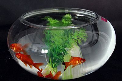 揭秘龍魚界的貴族，最貴的三個級別及其價值解析，（注，由于您未提供具體內容，以上標題是根據龍魚貴族級別價值等關鍵詞推測生成的示例。如需更精準的標題，請補充具體內容要求。）龍魚貴族等級全揭秘，頂級品系與天價背后的價值解析