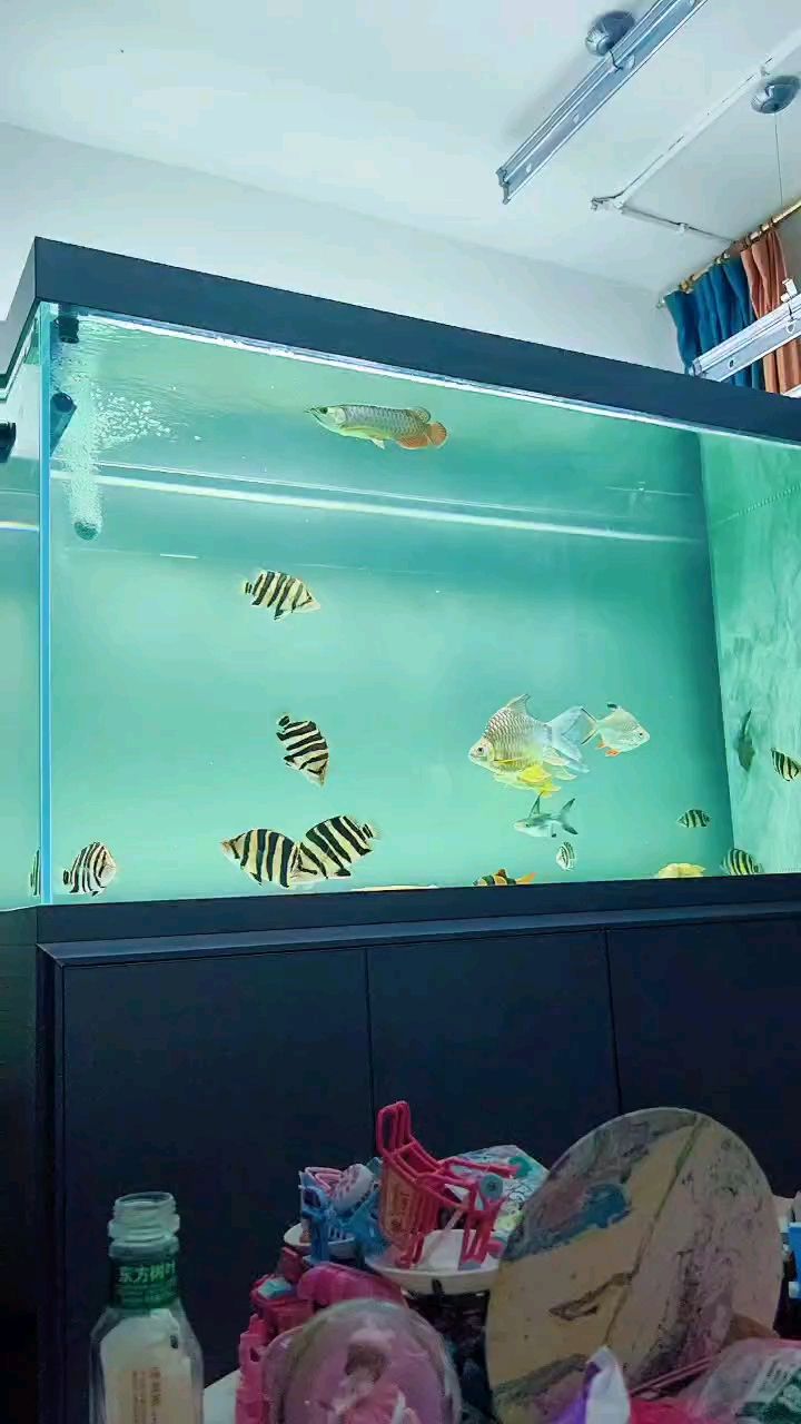 希望它們快點長大 希望它們快點長大 龍魚論壇