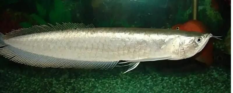龍魚能不能吃紅蟲子：龍魚可以吃紅蟲子但需要注意衛(wèi)生和適量原則，紅蟲的選購與保存方法
