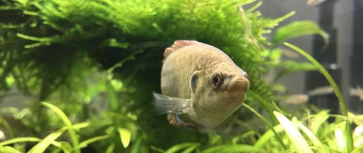 龍魚族是個什么族，探秘神秘的水中貴族，探秘龍魚族，神秘的水中貴族之謎，探秘龍魚族，神秘的水中貴族之謎