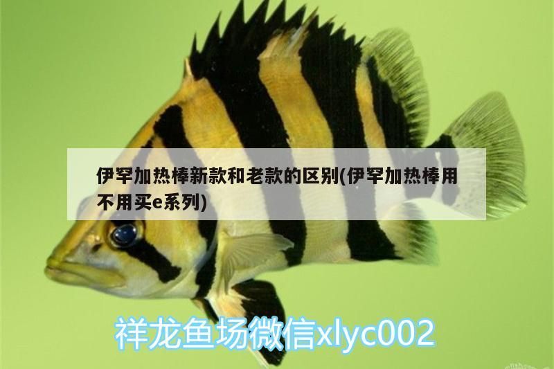 伊罕加熱棒新款和老款的區別(伊罕加熱棒用不用買e系列)