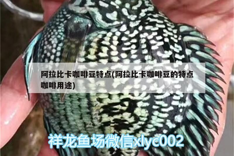 阿拉比卡咖啡豆特點(阿拉比卡咖啡豆的特點咖啡用途) 阿拉比卡咖啡豆特點(阿拉比卡咖啡豆的特點咖啡用途) 馬來西亞咖啡