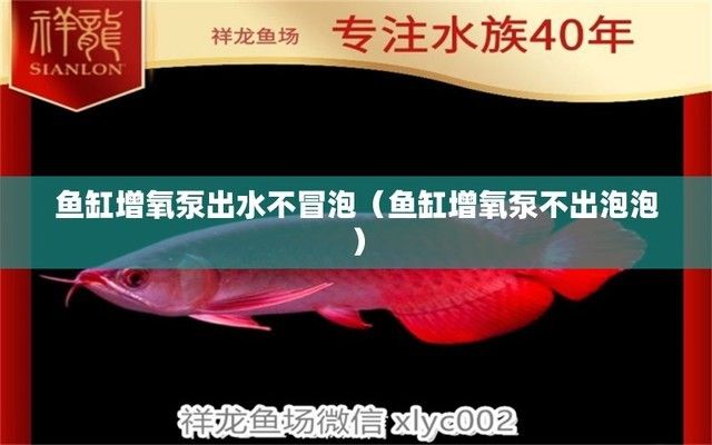 魚缸里的金魚幾天喂一次最好（魚缸里的金魚幾天喂一次最好呢）