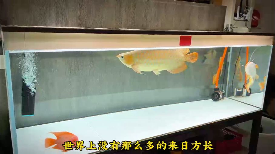 銀龍魚 歲月蹉跎 感慨萬千 龍魚論壇 歲月蹉跎 感慨萬千 歲月蹉跎 感慨萬千 龍魚論壇