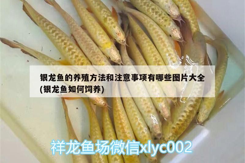 銀龍魚的養殖方法和注意事項有哪些圖片大全(銀龍魚如何飼養)