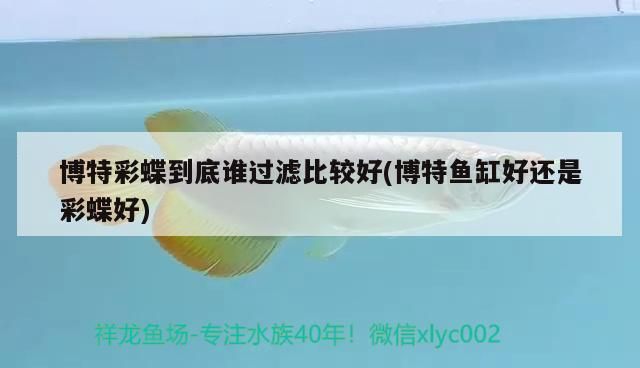 博特彩蝶到底誰過濾比較好(博特魚缸好還是彩蝶好)