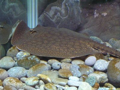魟魚尾巴發白著么治療：魟魚尾巴發白怎么辦 魟魚尾巴發白著么治療：魟魚尾巴發白怎么辦 魟魚百科 第3張