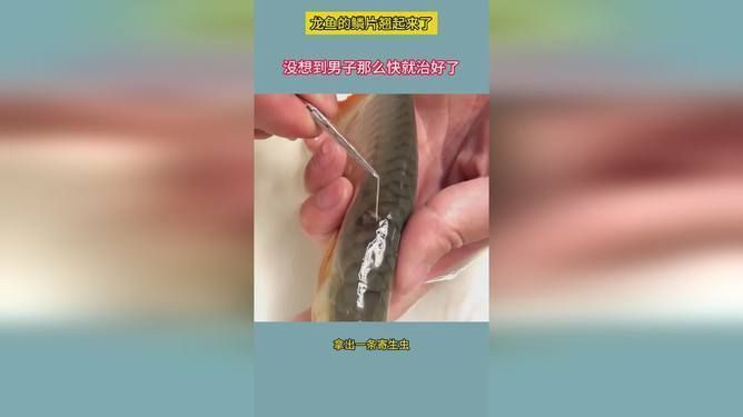 龍魚鱗片翹邊vs祥龍魚場：龍魚鱗片翹邊的原因