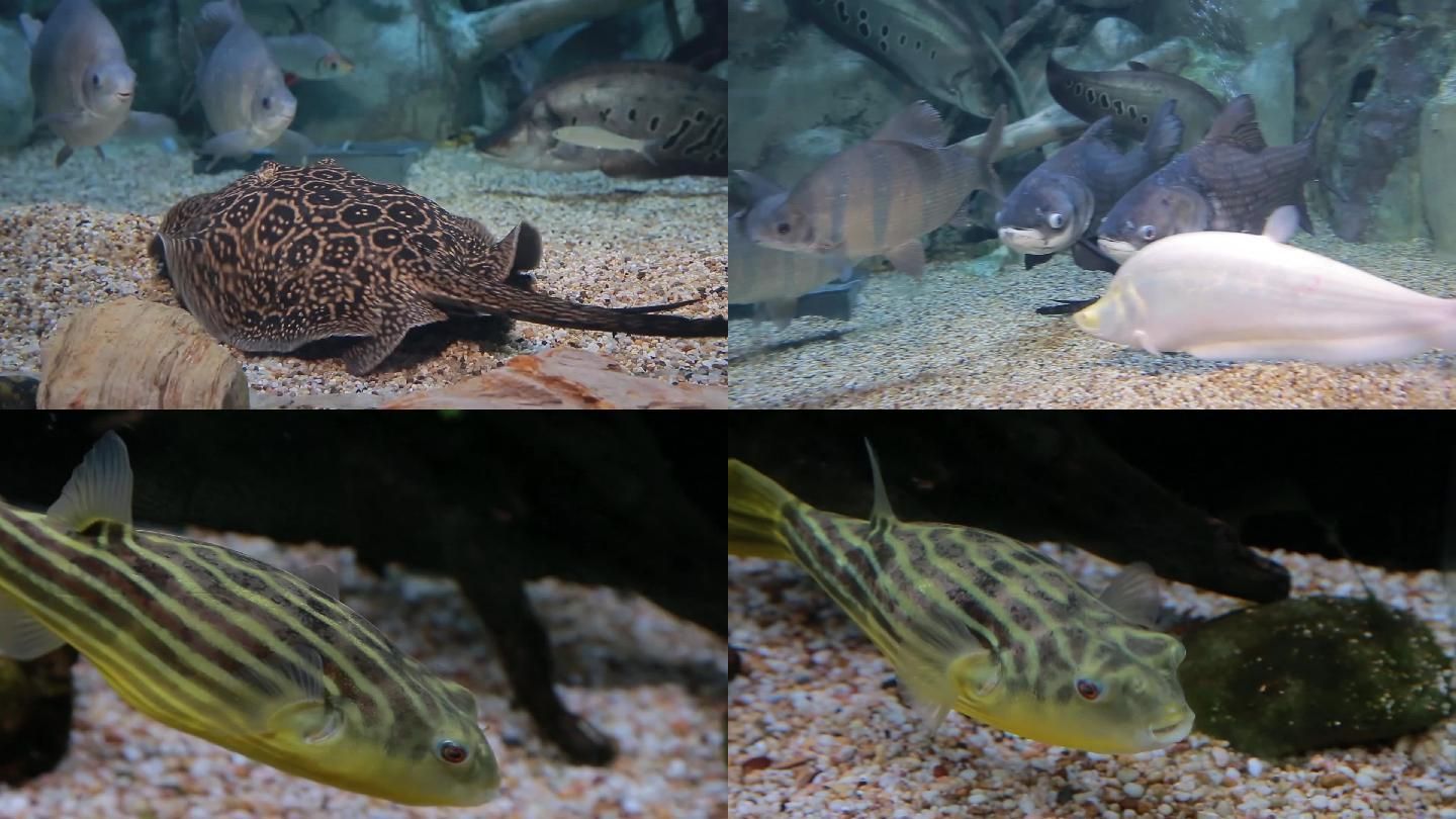 魟魚噘嘴:魟魚噘嘴可能是由多種因素引起的,我們將詳細探討這些可能性 魟魚百科 第2張 魟魚噘嘴:魟魚噘嘴可能是由多種因素引起的,我們將詳細探討這些可能性 魟魚噘嘴:魟魚噘嘴可能是由多種因素引起的,我們將詳細探討這些可能性 魟魚百科 第2張